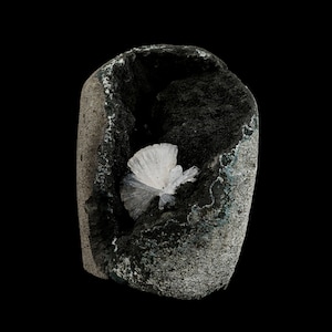May include: A white crystal formation resembling a flower, nestled inside a dark gray and green rock with a rough texture.
