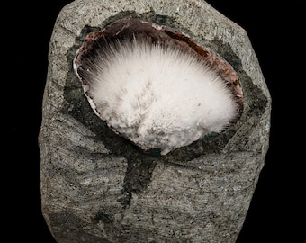 Mesolite Inside MM Quartz Geode Natural Mineral Specimen # B 6591