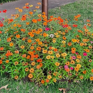 May include: A colourful bed of zinnias in shades of orange, yellow, and pink. The flowers are in full bloom, with green foliage providing a lush backdrop. The flowers are planted in a garden bed next to a pavement.