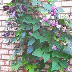 Könnte beinhalten: Eine Kletterpflanze mit großen grünen Blättern, violetten Samenkapseln und Büscheln rosa und lila Blüten. Die Pflanze wächst an einer roten Backsteinmauer und erzeugt einen lebendigen Farbkontrast.