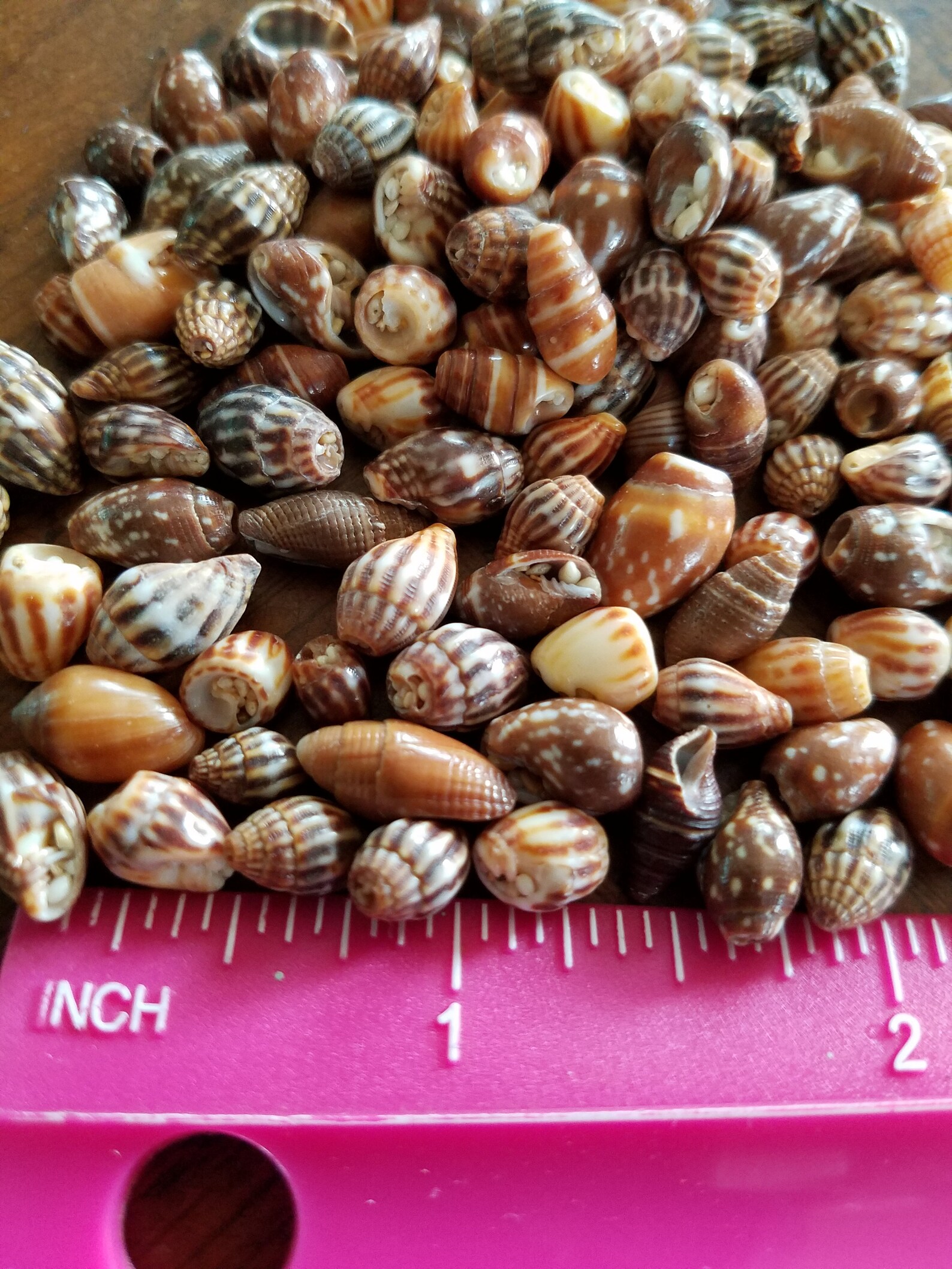 Rare Hawaiian seashelltiny seashellsbrown seashellsmiter Etsy