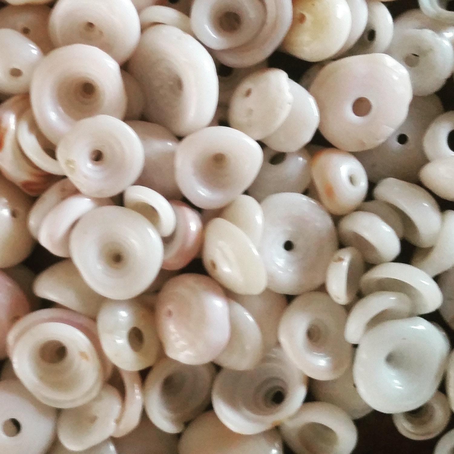 Puka Shell Buttons What Are Puka Shells? , Giant Puka Shells – ENBS