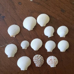May include: A collection of 13 white scallop shells of varying sizes, with two shells featuring a brown and white pattern. The shells are arranged in a circular pattern on a wooden surface.