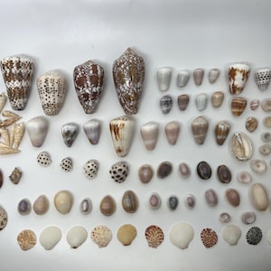 May include: A collection of seashells in various shapes, sizes, and colours, including brown, white, and tan. The shells are arranged in rows on a white surface.