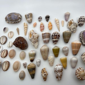 May include: A collection of seashells in various shapes, sizes, and colours, including brown, white, pink, and purple. The shells are arranged on a white surface.