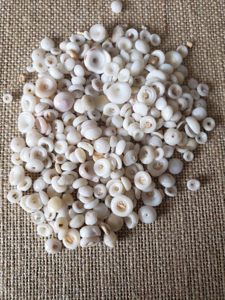 Sea Shell Beads / Pink and White Craft Scallops Shells With Hole /  Strawberry Fans / Beach Sea Shells / Drilled Seashells for Crafts & Decor 