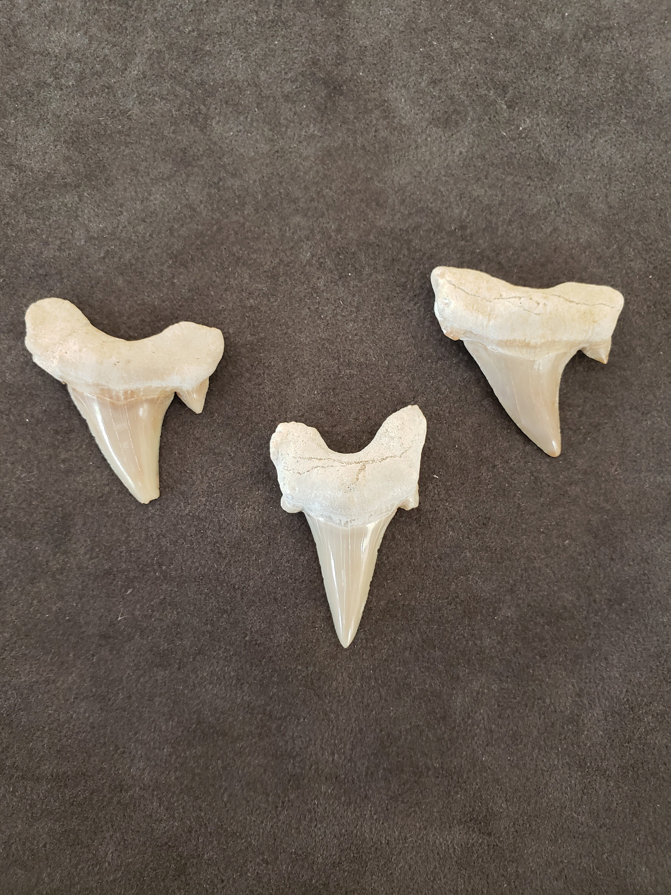 1 Sharks tooth for making jewelryartor crafts. Etsy