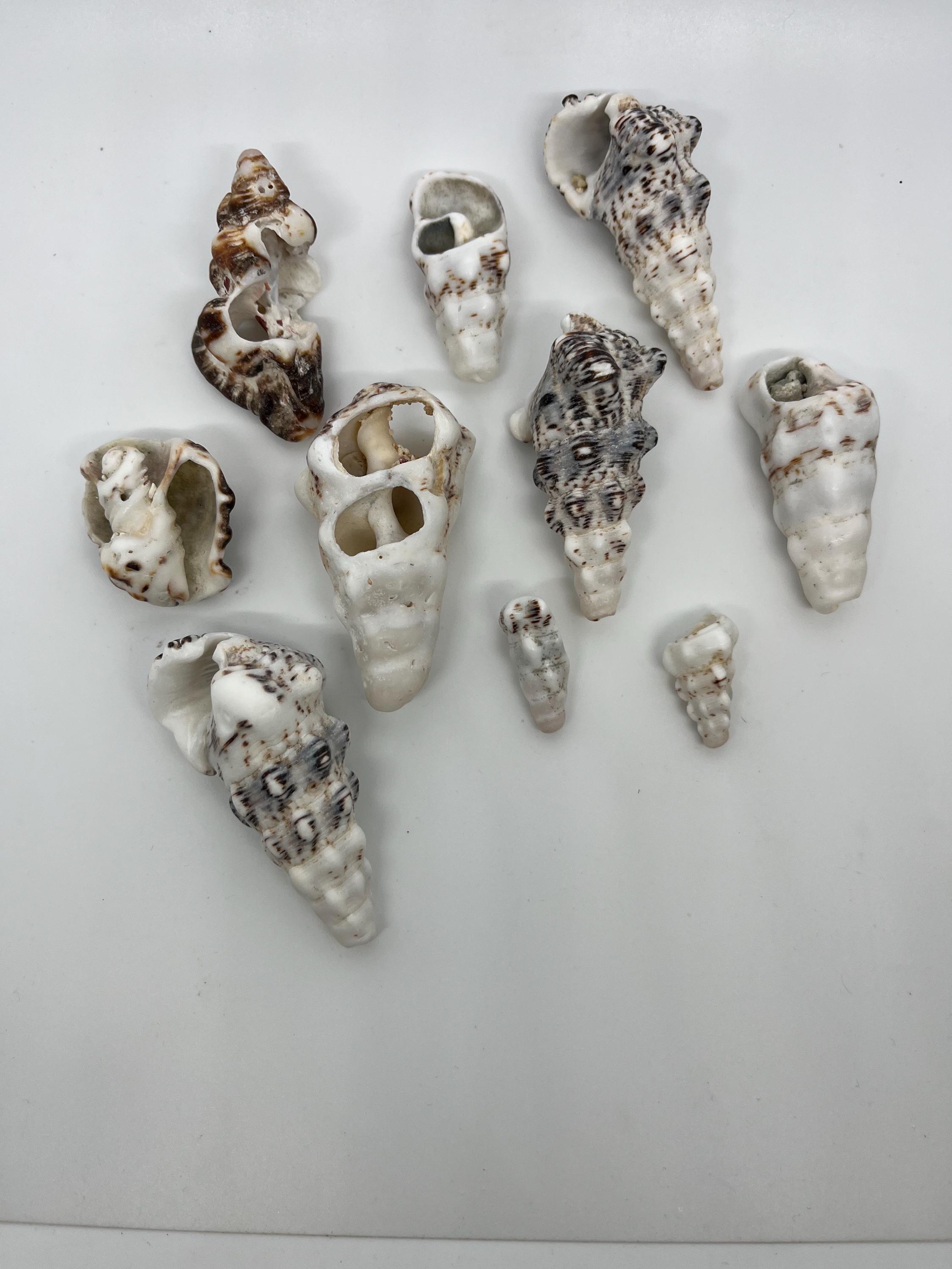 ハワイの貝殻10個。美しく希少な本物 - Etsy 日本