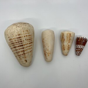 May include: Four seashells of varying sizes and patterns. The largest shell is a cone shape with brown markings. The other three shells are smaller and have a more pointed shape.