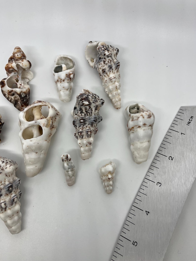 Shell Ruler 10 Hawaiian Seashells. Beautiful Rare Authentic - Etsy