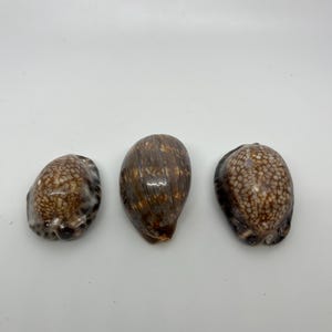 May include: Three brown and white seashells with a mottled pattern. The shells are arranged in a row on a white background.