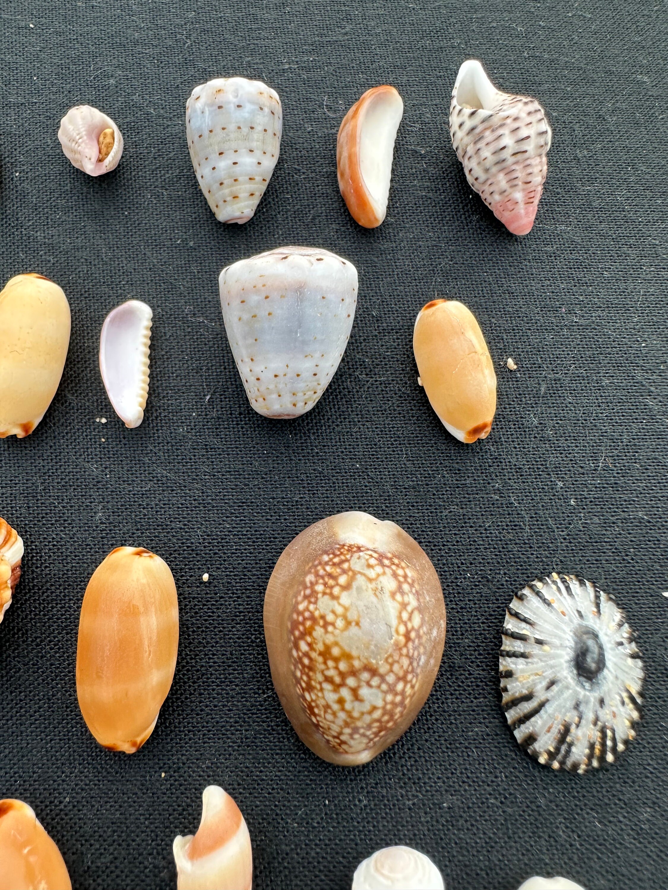 Pka Shells 50 Hawaiian Seashells,hawaiian Puka Shells,bulk Seashell,puka Shell ...