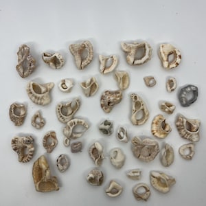 May include: A collection of small, white seashells of various shapes and sizes. The shells are arranged on a white background.