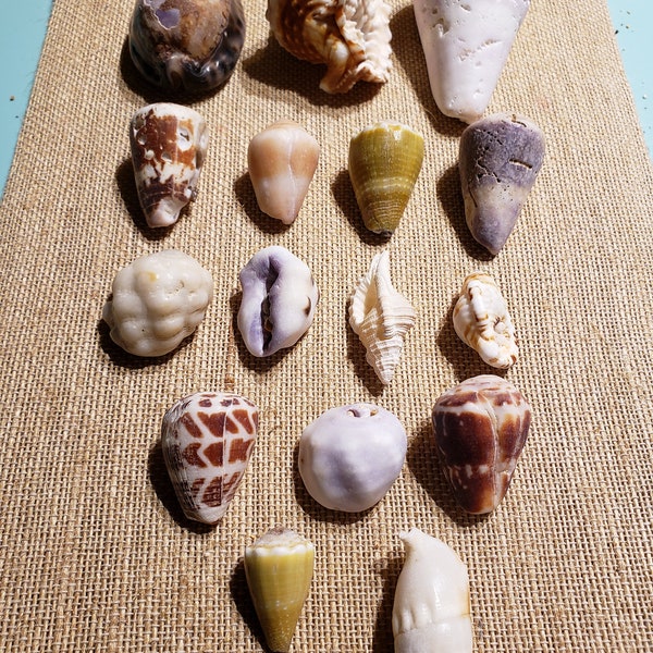 Shells From Hawaii Etsy