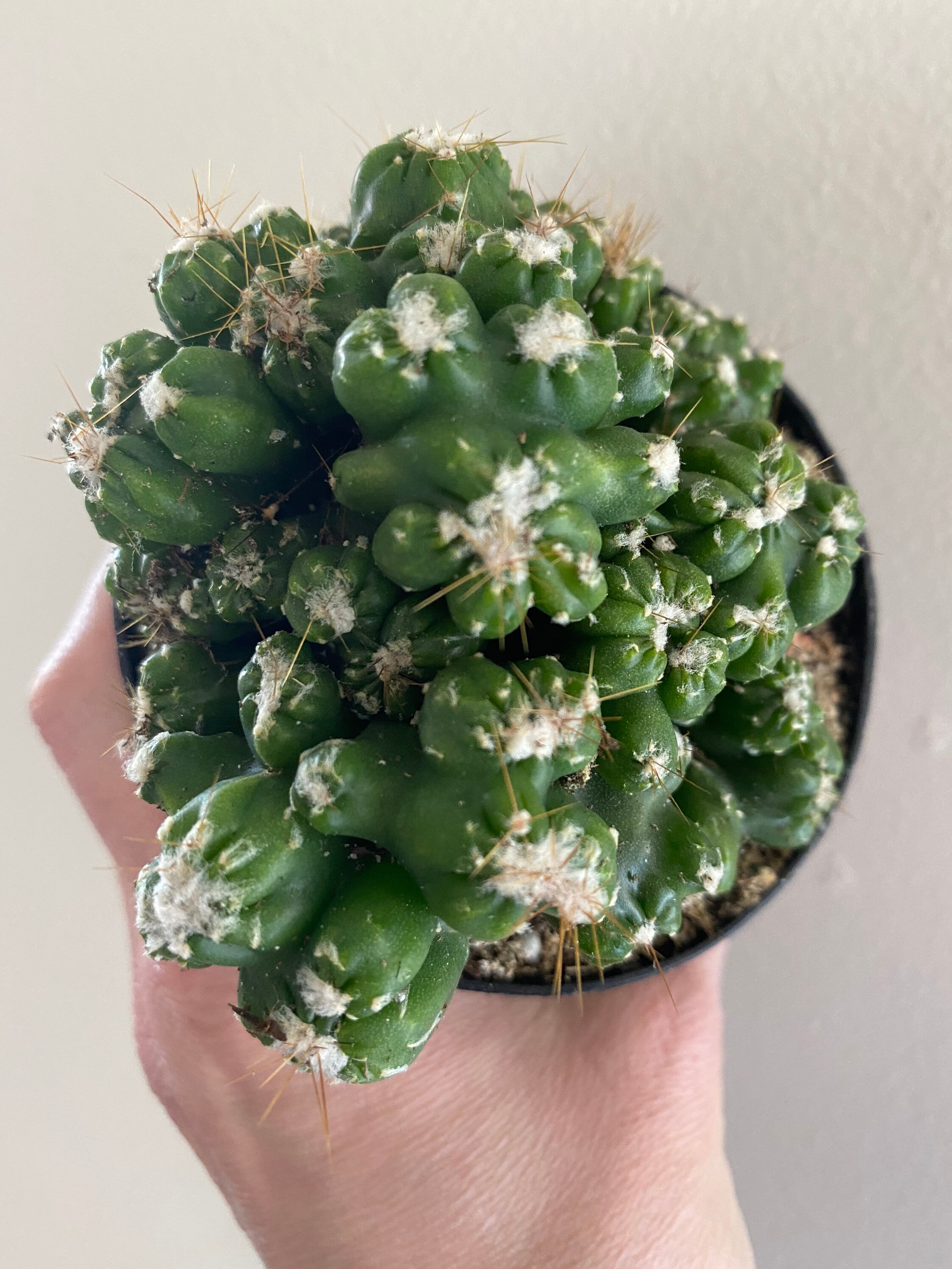 Mini/Cereus peruvianus monstrose/forms knobby green shapes Etsy