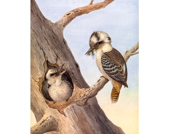 Laughing Kookaburra, Neville HP Cayley | Art Print | Canvas Print | Fine Art Poster | Art Reproduction | Archival Giclee | Gift Wrapped