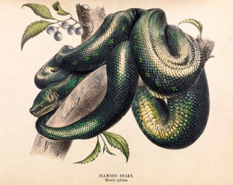 Diamond Snake, Helena Forde, Morelia Spilotes | Art Print | Canvas Print | Fine Art Poster | Art Reproduction | Archival Giclee | Gift Wrap
