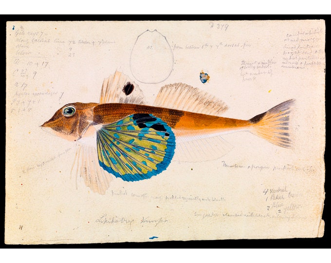 Arthur Bartholomew, Butterfly Gurnard, Lepidotrigla Vanessa | Art Print | Canvas Print | Fine Art Poster | Art Reproduction | Archival