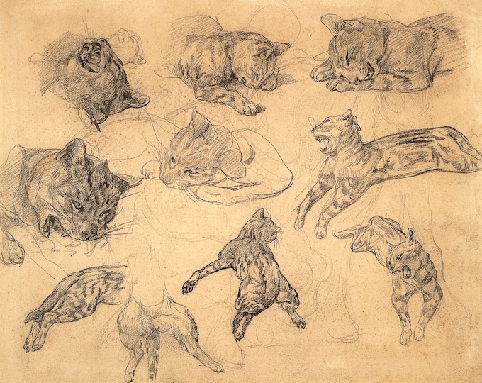 Gericault, Studies of a Cat, 1821 | Art Print | Canvas Print | Fine Art Poster | Art Reproduction | Archival Giclee | Gift Wrapped