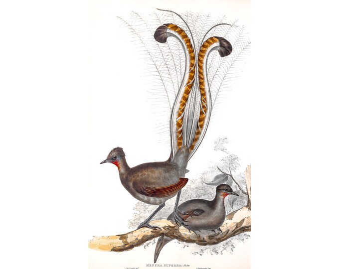 Lyre Bird, John Gould | Art Print | Canvas Print | Fine Art Poster | Art Reproduction | Archival Giclee | Gift Wrapped
