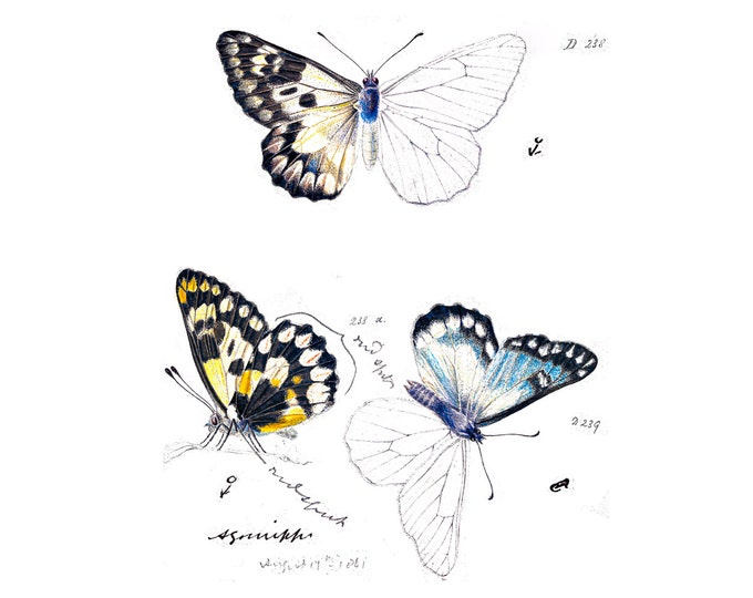 Arthur Bartholomew, Wood White Butterfly, Delias Aganippe | Art Print | Canvas Print | Fine Art Poster | Art Reproduction | Archival Giclee