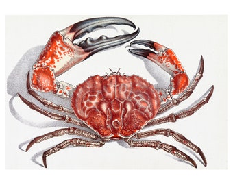 Tasmanian Giant Crab, John James Wild | Art Print | Canvas Print | Fine Art Poster | Art Reproduction | Archival Giclee | Gift Wrapped