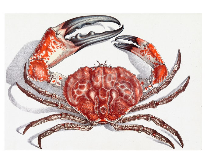 Tasmanian Giant Crab, John James Wild | Art Print | Canvas Print | Fine Art Poster | Art Reproduction | Archival Giclee | Gift Wrapped