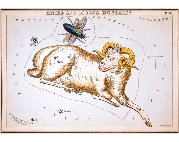 Aries Astrology Poster, Sidney Hall, Urania's Mirror, Aries And Musca Borealis | Art Print | Canvas Print | Fine Art Poster | Art