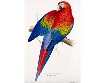 Red and Yellow Macaw, Ara Macao, Edward Lear | Art Print | Canvas Print | Fine Art Poster | Art Reproduction | Archival Giclee | Gift Wrap