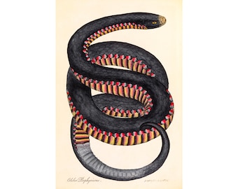 Crimson-Sided Snake, Coluber Porphyriacus, James Sowerby | Art Print | Canvas Print | Fine Art Poster | Art Reproduction | Archival Giclee