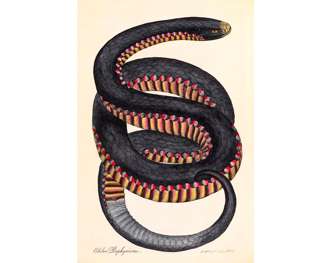 Crimson-Sided Snake, Coluber Porphyriacus, James Sowerby | Art Print | Canvas Print | Fine Art Poster | Art Reproduction | Archival Giclee