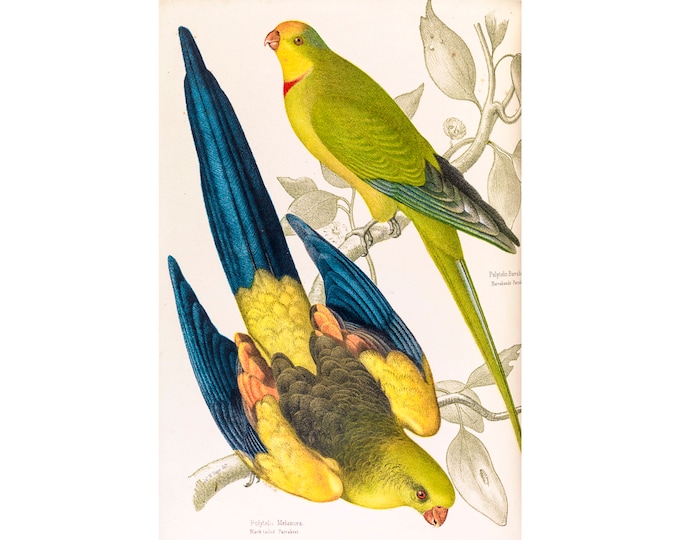 Black Tailed Parakeet, James Whitley Sayer | Art Print | Canvas Print | Fine Art Poster | Art Reproduction | Archival Giclee | Gift Wrapped