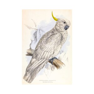 Sulphur-Crested Cockatoo, Edward Lear | Art Print | Canvas Print | Fine Art Poster | Art Reproduction | Archival Giclee | Gift Wrapped