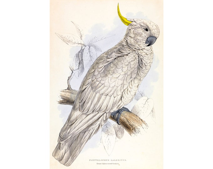 Sulphur-Crested Cockatoo, Edward Lear | Art Print | Canvas Print | Fine Art Poster | Art Reproduction | Archival Giclee | Gift Wrapped