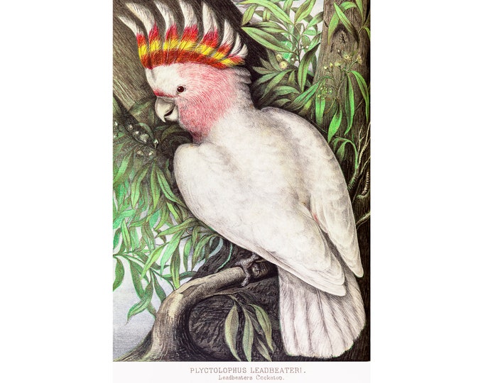 Leadbeaters Cockatoo, James Whitley Sayer | Art Print | Canvas Print | Fine Art Poster | Art Reproduction | Archival Giclee | Gift Wrapped