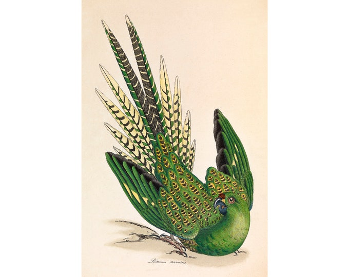Ground Parrot, Psittacus Terrestris, James Sowerby | Art Print | Canvas Print | Fine Art Poster | Art Reproduction | Archival Giclee | Gift