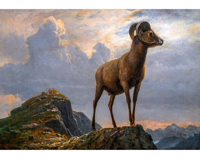 Albert Bierstadt, Study of a Bighorn Ram | Art Print | Canvas Print | Fine Art Poster | Art Reproduction | Archival Giclee | Gift Wrapped