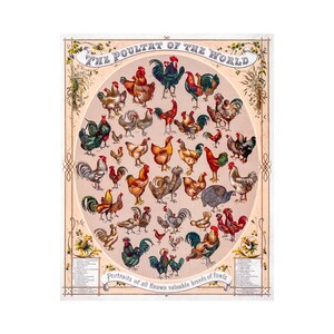 The Poultry of the World, Educational Poster | Art Print | Canvas Print | Fine Art Poster | Art Reproduction | Archival Giclee | Gift Wrap