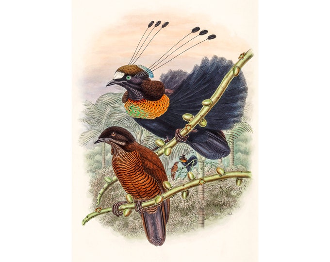 Lawes Bird Of Paradise, John Gould | Art Print | Canvas Print | Fine Art Poster | Art Reproduction | Archival Giclee | Gift Wrapped