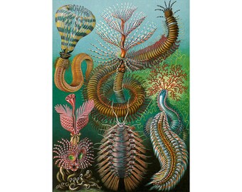 Ernst Haeckel, Chaetopoda, 1904 | Art Print | Canvas Print | Fine Art Poster | Art Reproduction | Archival Giclee | Gift Wrapped
