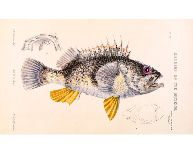Arthur Bartholomew, Ocean Perch, Helicolenus Percoides | Art Print | Canvas Print | Fine Art Poster | Art Reproduction | Archival Giclee
