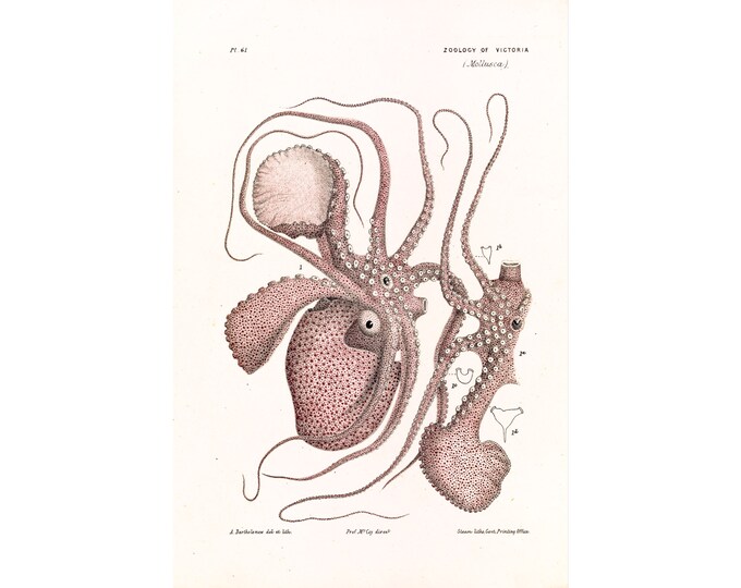 Arthur Bartholomew, Paper Nautilus, Argonauta Nodosa, Octopus | Art Print | Canvas Print | Fine Art Poster | Art Reproduction | Archival