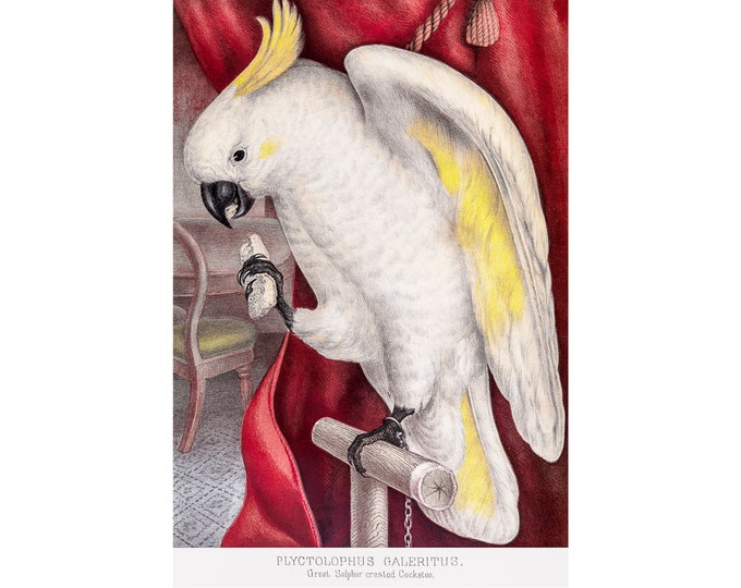 Great Sulphur-Crested Cockatoo, James Whitley Sayer | Art Print | Canvas Print | Fine Art Poster | Art Reproduction | Archival Giclee | Gift