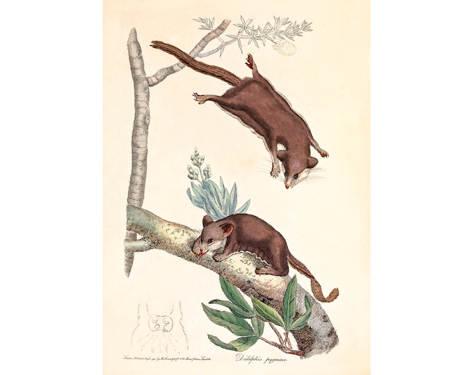 Pygmy Opossum, Didelphis Pygmaeus, James Sowerby | Art Print | Canvas Print | Fine Art Poster | Art Reproduction | Archival Giclee | Gift