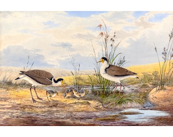 Masked Lapwing, Neville HP Cayley | Art Print | Canvas Print | Fine Art Poster | Art Reproduction | Archival Giclee | Gift Wrapped