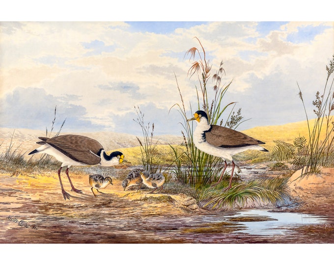 Masked Lapwing, Neville HP Cayley | Art Print | Canvas Print | Fine Art Poster | Art Reproduction | Archival Giclee | Gift Wrapped