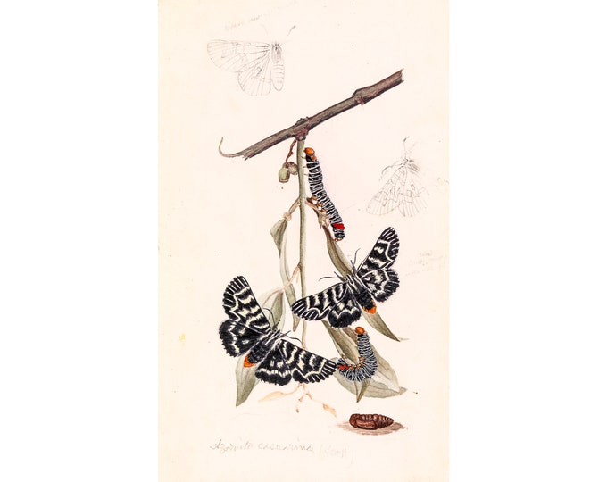 Arthur Bartholomew, Vine Moth, Comocrus Behri | Art Print | Canvas Print | Fine Art Poster | Art Reproduction | Archival Giclee | Gift Wrap