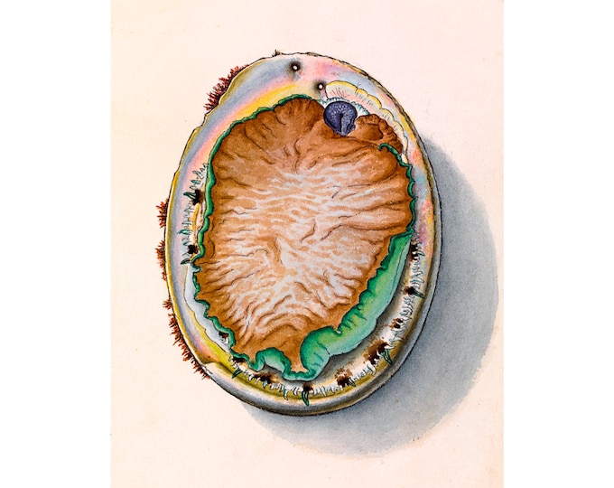Green-Lipped Abalone, John James Wild | Art Print | Canvas Print | Fine Art Poster | Art Reproduction | Archival Giclee | Gift Wrapped