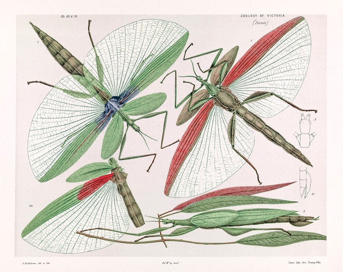 Arthur Bartholomew, Red Shouldered Stick Insect, Tropidoderus Rhodomus | Art Print | Canvas Print | Fine Art Poster | Art Reproduction