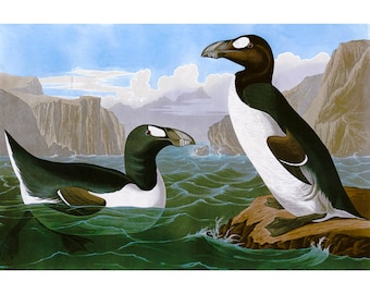 John James Audubon, Great Auk | Art Print | Canvas Print | Fine Art Poster | Art Reproduction | Archival Giclee | Gift Wrapped